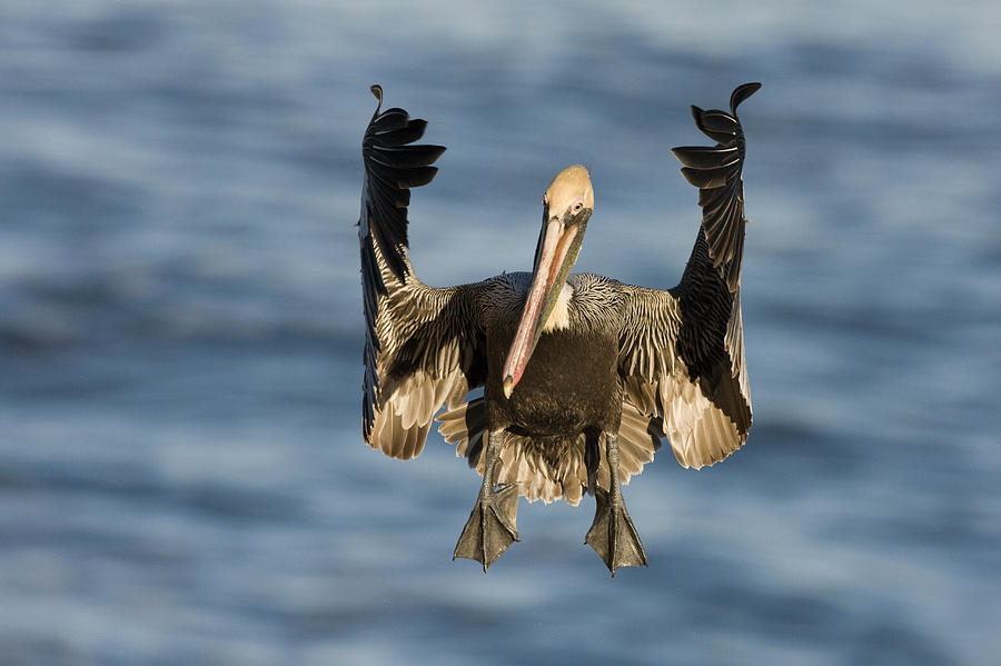 Brown Pelican Landing La Jolla Photograph by Sebastian Kennerknecht