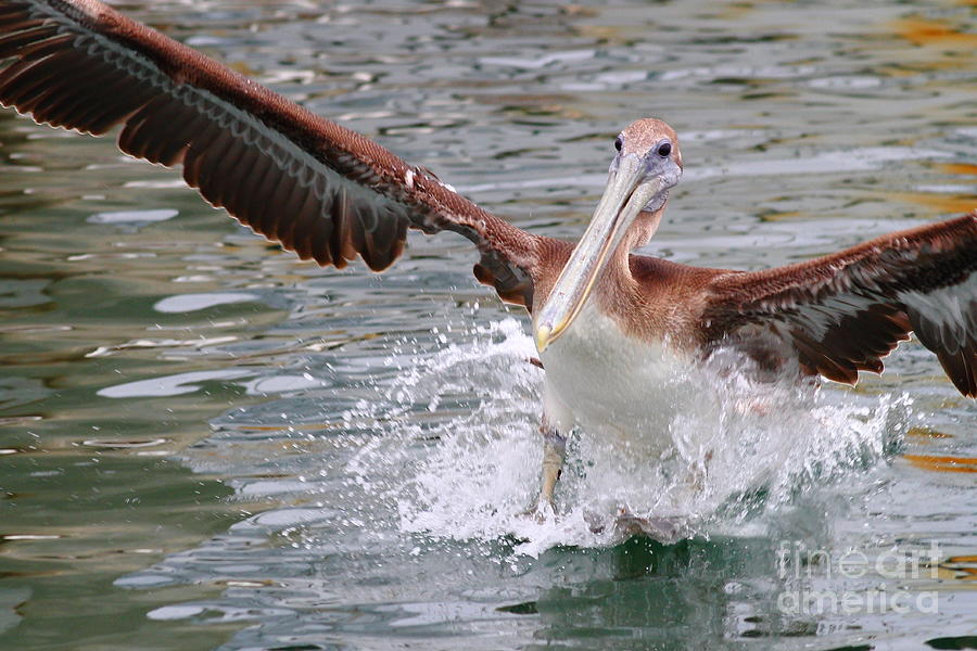 Brown Pelican Landing On Water . 7D8349 Photograph by Wingsdomain Art and Photography