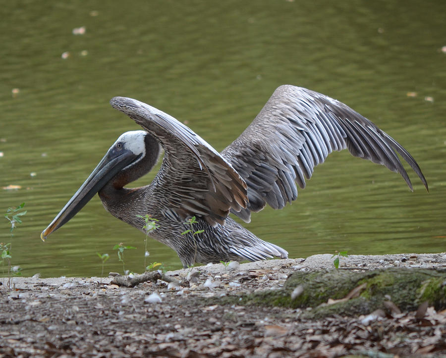 Brown Pelican Photograph by Maggy Marsh