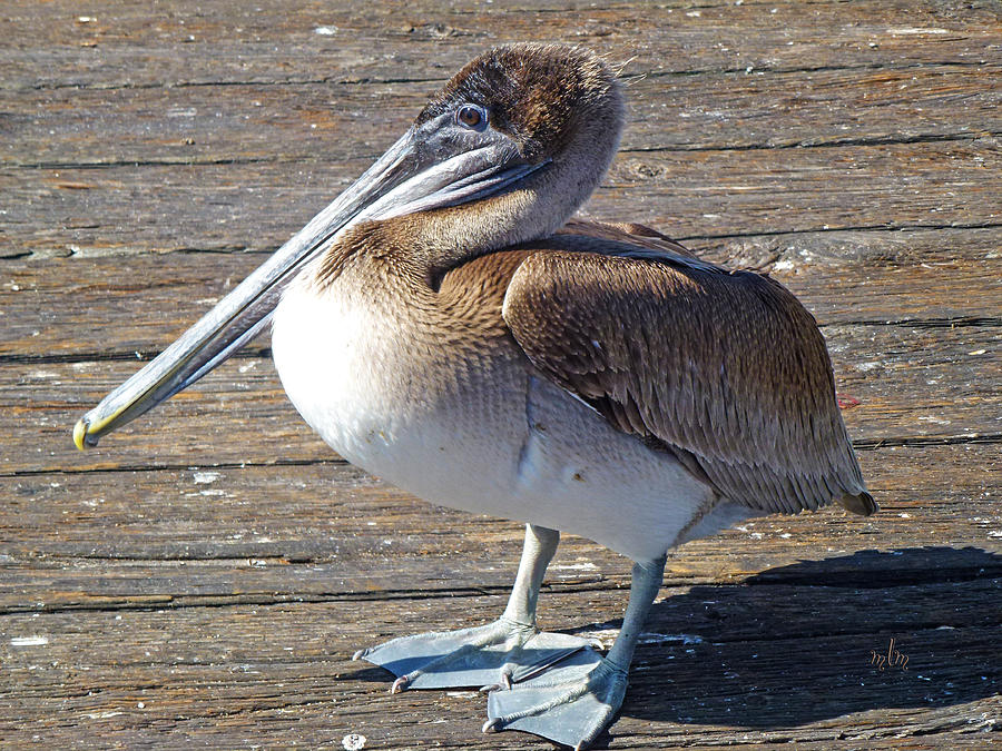 Brown Pelican Photograph by Marie Morrisroe