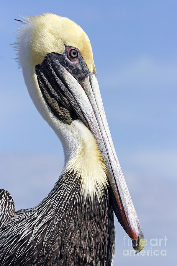Brown Pelican nonbreeding portrait Photograph by John Van Decker