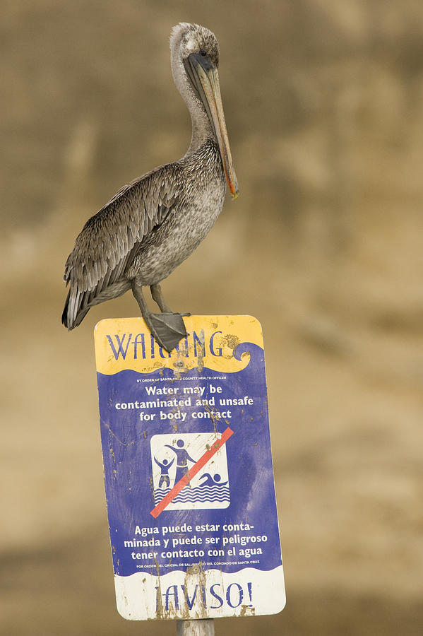 Adult Photograph - Brown Pelican On Contaminated Water by Sebastian Kennerknecht