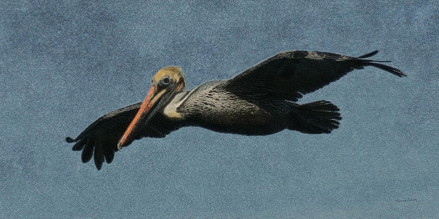 Brown Pelican Painterly Digital Art by Ernest Echols
