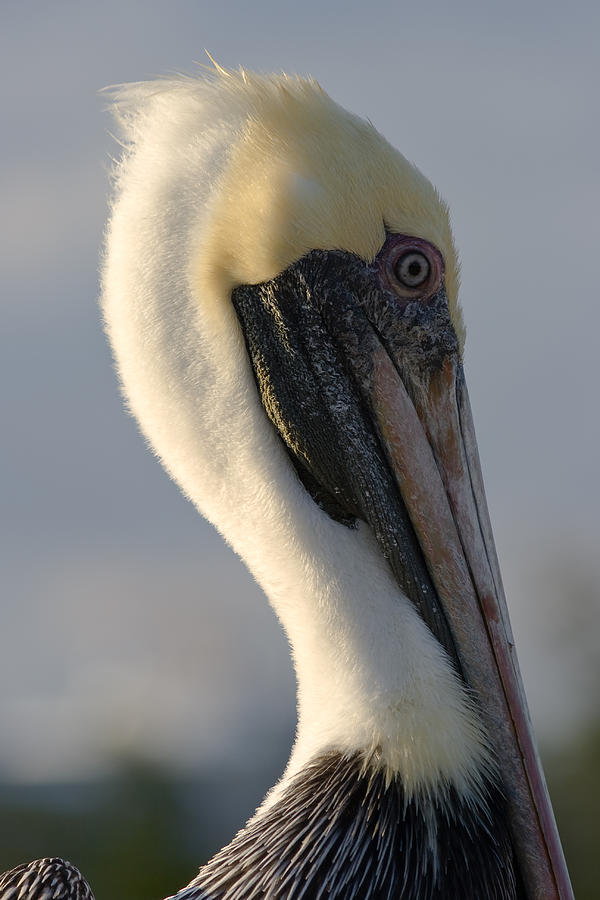 Brown Pelican Profile Photograph by Ed Gleichman