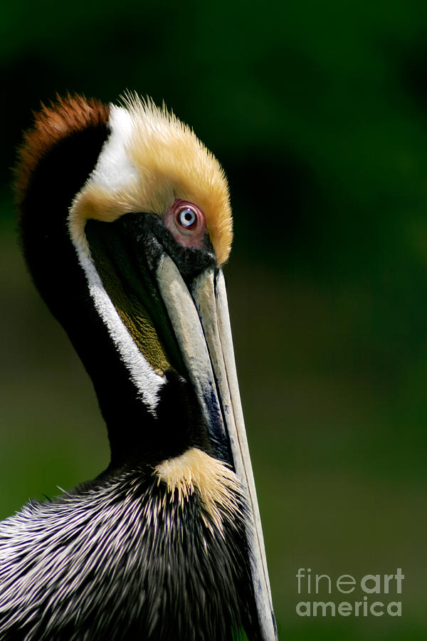 Pelican Photograph - Brown Pelican Profile by Joan McCool