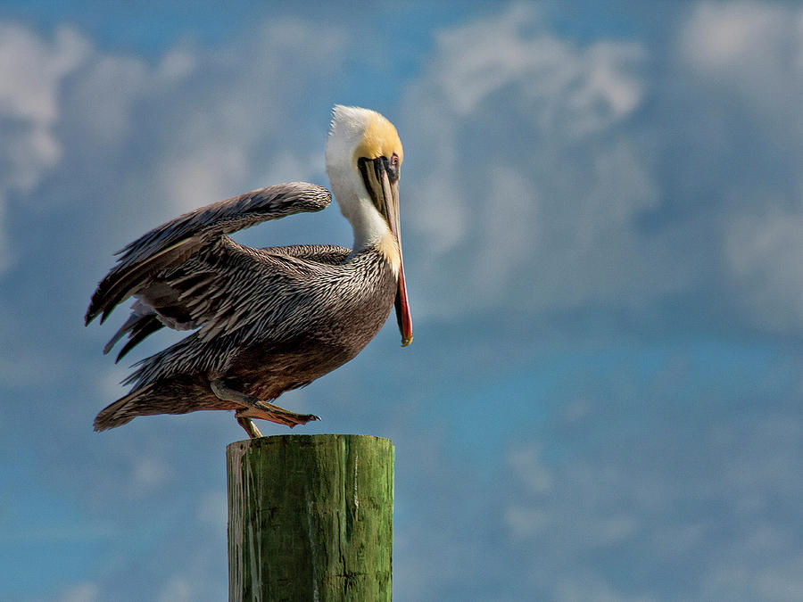 Brown Pelican Ready to Fly Photograph by Sandra Anderson