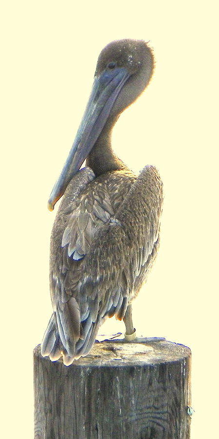 Brown Pelican Photograph by Sheri McLeroy