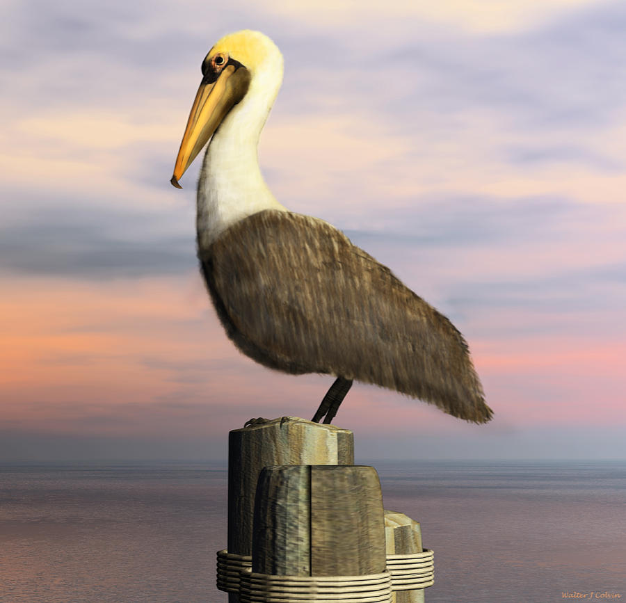 Brown Pelican Digital Art by Walter Colvin