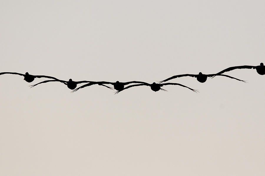 Animal Photograph - Brown Pelicans Flying Santa Cruz by Sebastian Kennerknecht