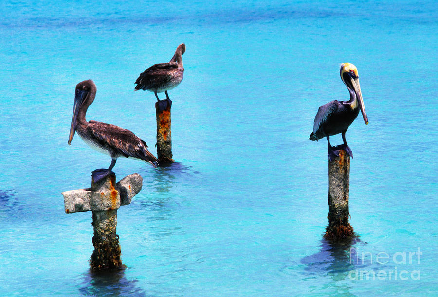 Brown Pelicans in Aruba Photograph by Thomas R Fletcher