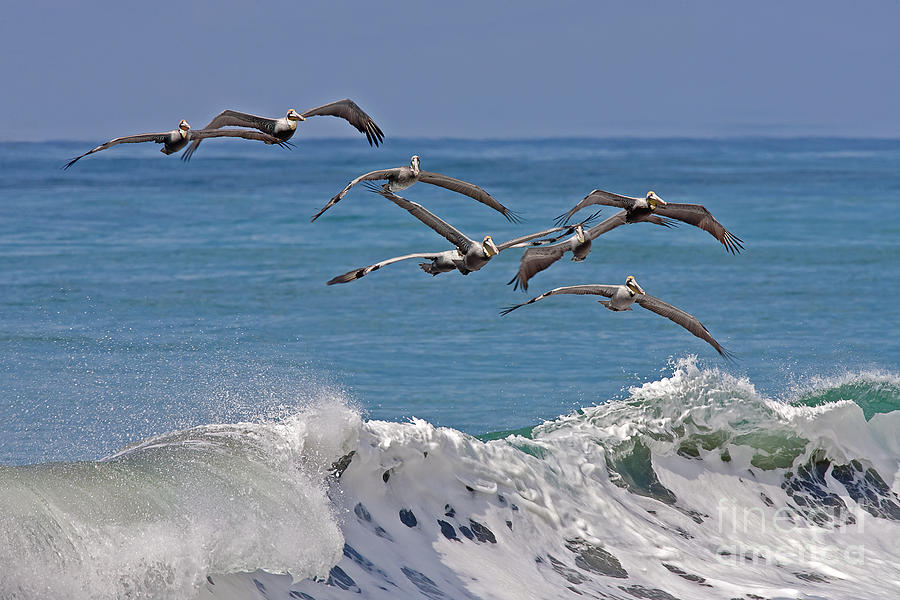 Brown Pelicans Photograph by Jean-Luc Baron