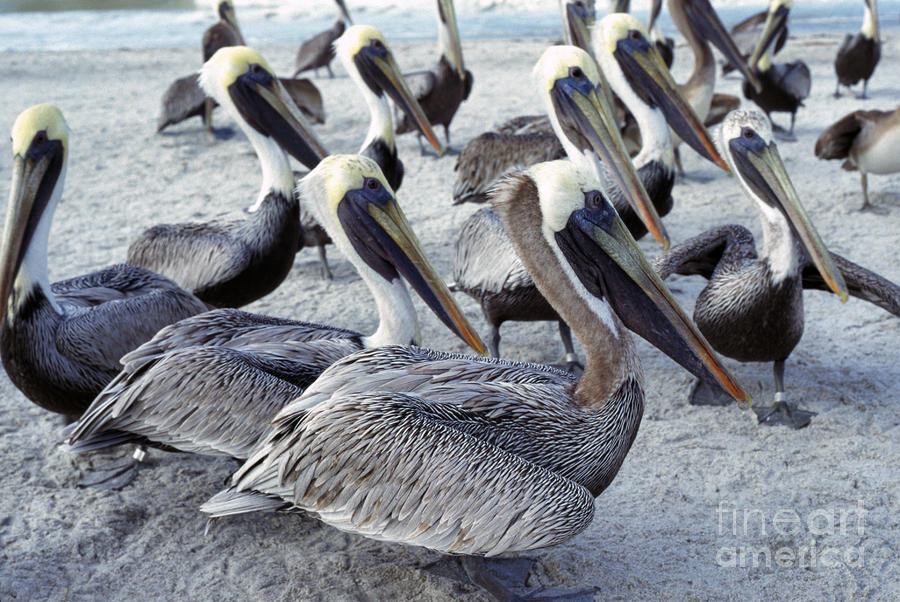 Brown Pelicans on Beach Photograph by Thomas R Fletcher