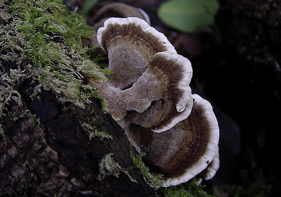 Brown Polypore Photograph by Betty Depee