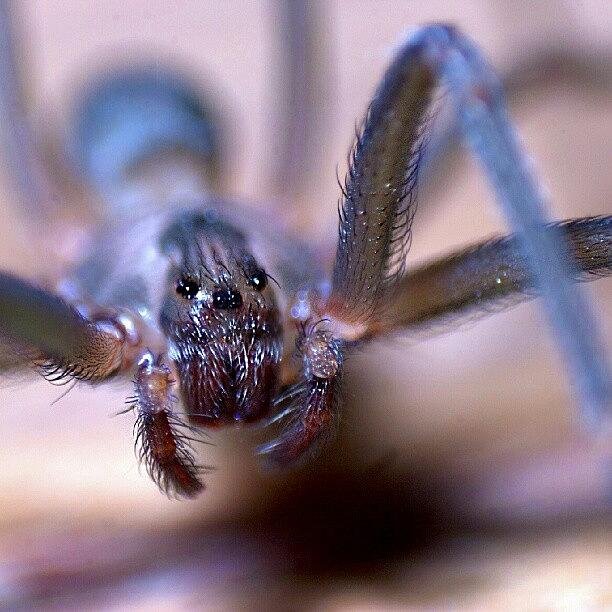 Brown Recluse A.k.a. Violin Spider Photograph by Nate Doran