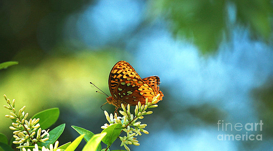 Brown Spotted Butterfly Photograph by Peggy Franz