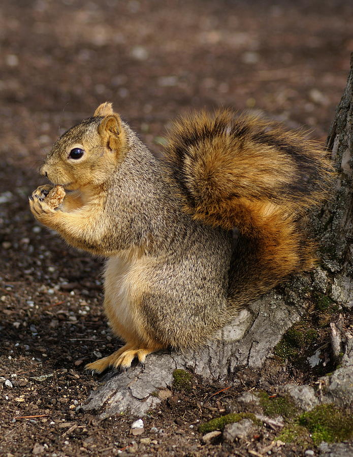 Brown Squirrel at Riverfront Park Photograph by Ben Upham III