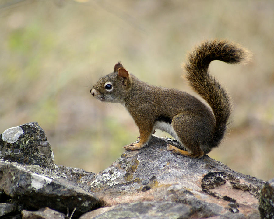 Brown Squirrel in Spokane Photograph by Ben Upham III