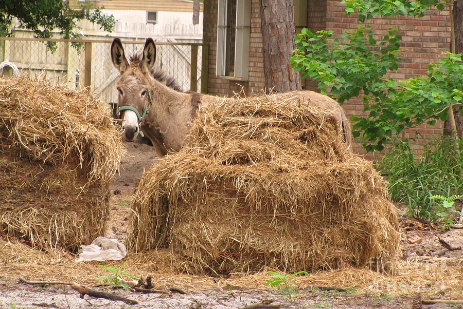 Brown sugar hiding behind the hay Photograph by Michelle Powell