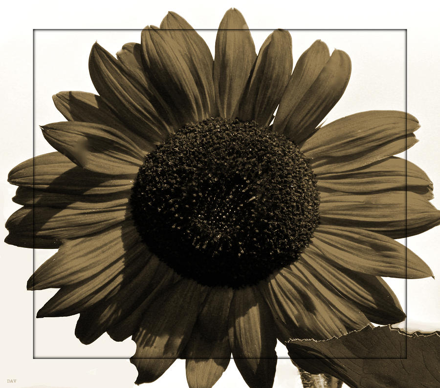 Brown Sunflower Photograph by Debra     Vatalaro