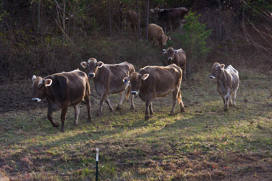 Brown Swiss Cows Coming Home Photograph
