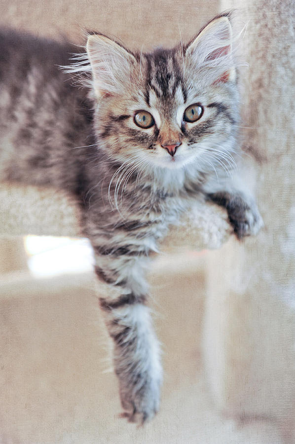 Brown tabby kitten Photograph by Kelley Nelson