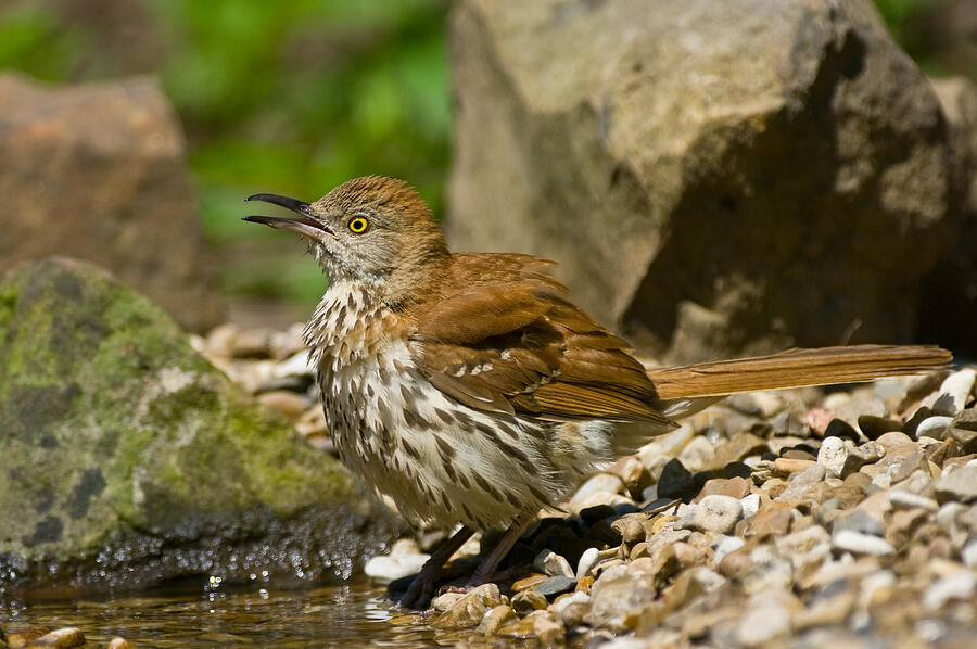 Brown Thrasher - 8104 Photograph by Jerry Owens