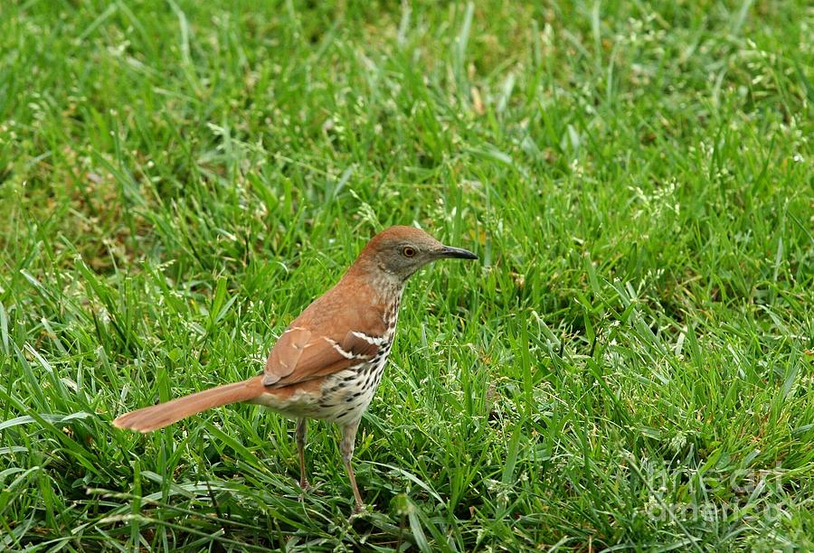 Brown Thrasher Photograph by Jack R Brock