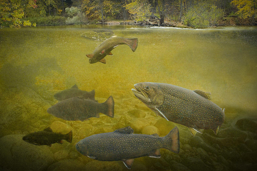Brown Trout in a Stream Photograph by Randall Nyhof