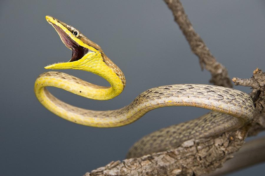 Brown Vine Snake, Oxybelis Aeneus Photograph by Jack Goldfarb