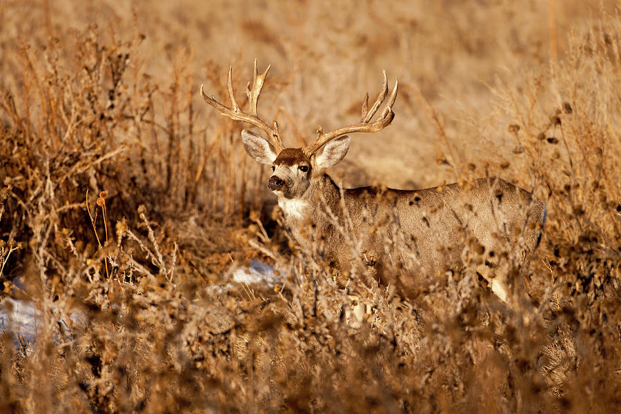 Brush Buck Photograph by D Robert Franz