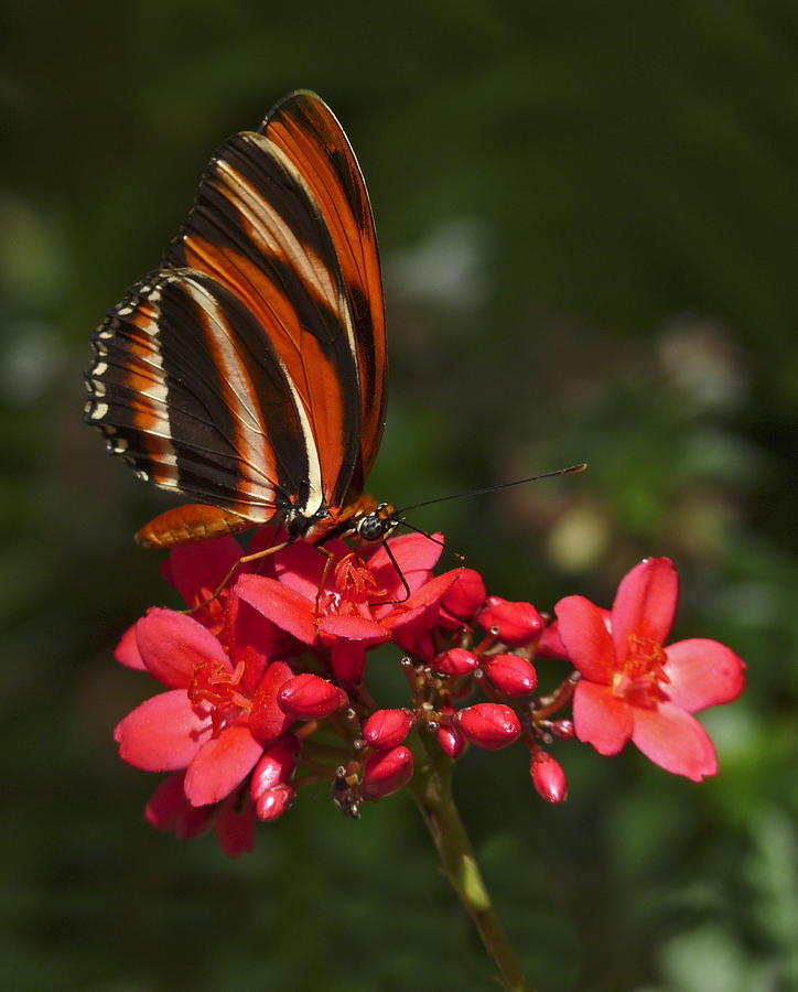 Brushfoot Butterfly. Photograph by Chris  Kusik
