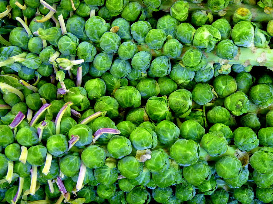 Brussel Sprouts On Stalk Photograph by Jeff Lowe