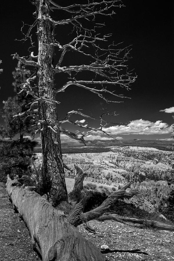 Bryce Canyon - Dead Tree black and white Photograph by Larry Carr