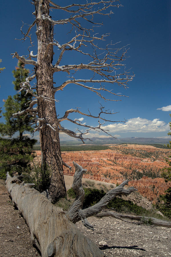 Bryce Canyon - Dead Tree Photograph by Larry Carr
