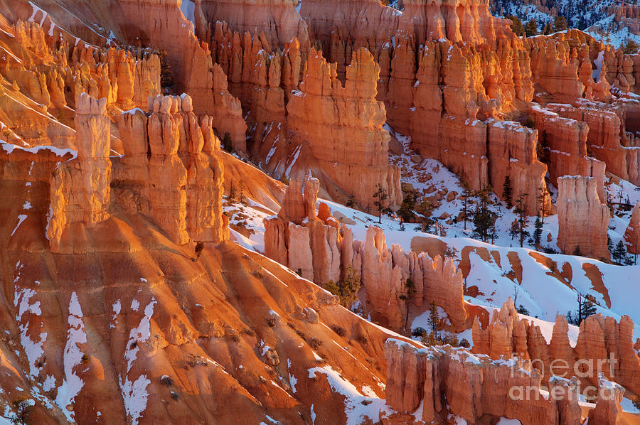 Bryce Canyon Winter 11 Photograph by Bob Christopher