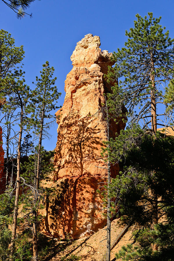 Bryce Canyon Hoodoo Photograph by Greg Norrell