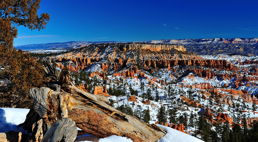 Bryce Canyon in Winter Photograph by Rusty Enderle | Pixels