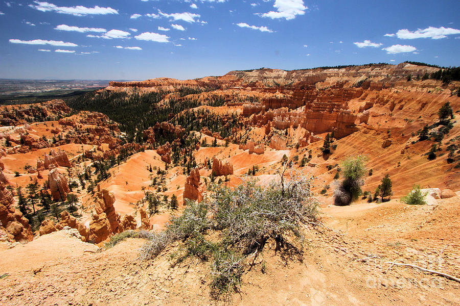 Bryce Canyon Overlook Photograph by Adam Jewell