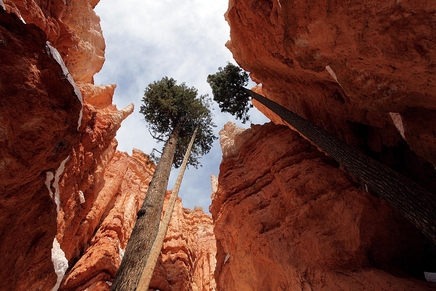 Nature Photograph - Bryce Canyon Towering Hoodoos by Karen Lee Ensley