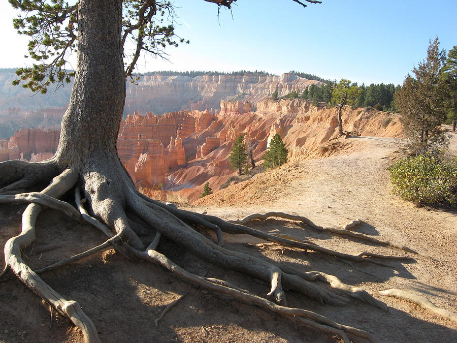 Bryce with tree Photograph by Meeli Sonn
