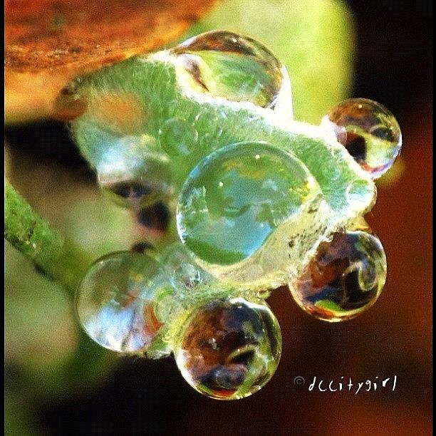 Nature Photograph - Bubble-licious For Macro_power_hour by Dccitygirl WDC