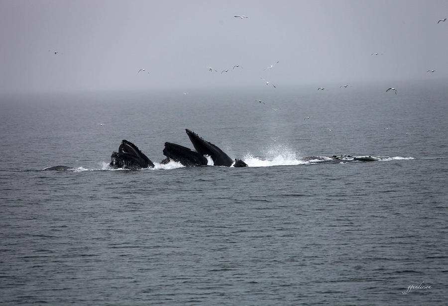 Bubble Netting Whales in Alaska Photograph by Gary Gunderson