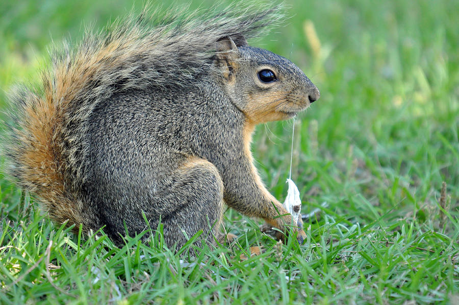 Bubblegum Squirrel Photograph by Teresa Blanton