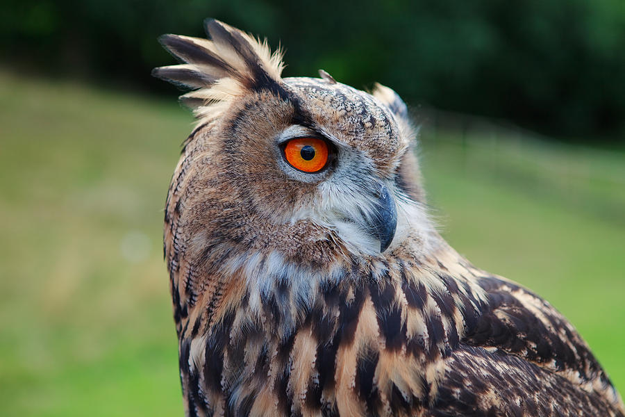 Bubo bubo Photograph by Pete Reynolds - Fine Art America