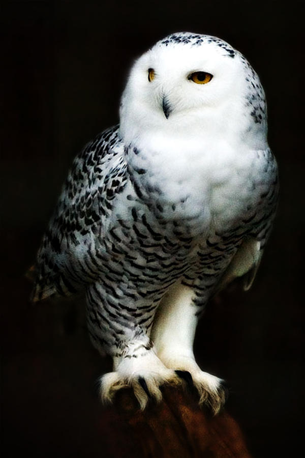 Owl Photograph - Bubo Scandiacus by Paul McGowan