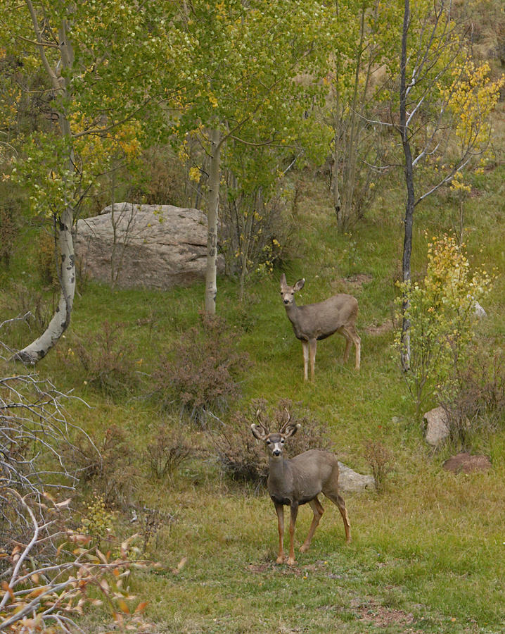 Buck and Doe Photograph by Ernest Echols