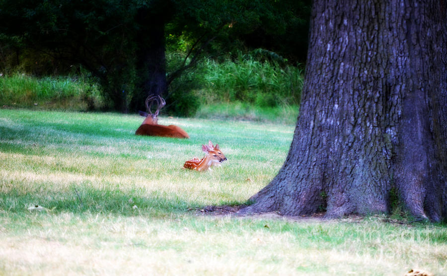 Buck and Fawns on Sunday Morning Photograph by Peggy Franz