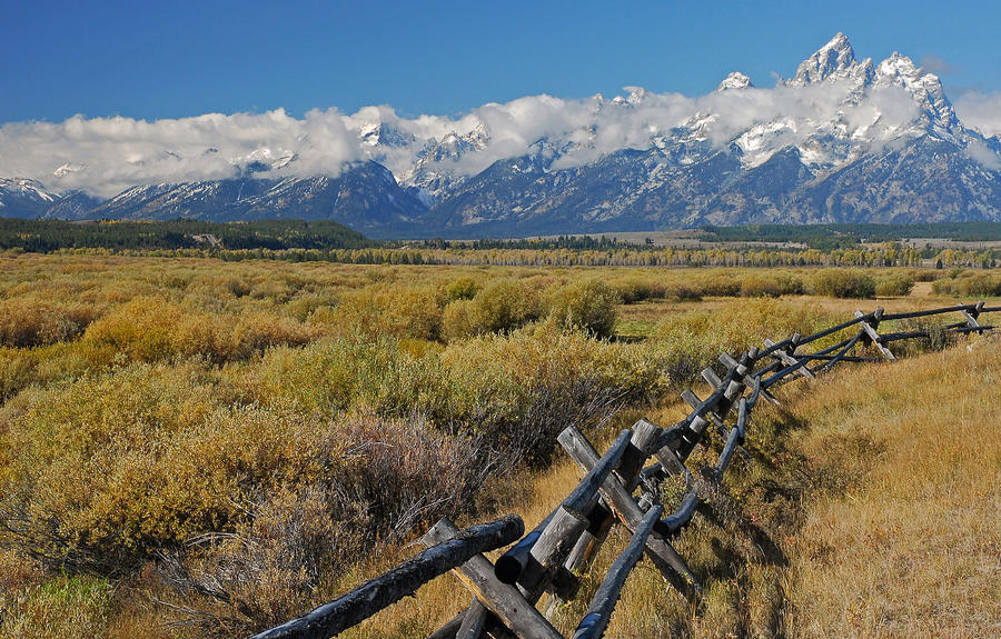 Grand Teton National Park Photograph - Buck and Rail  by Sandy Sisti