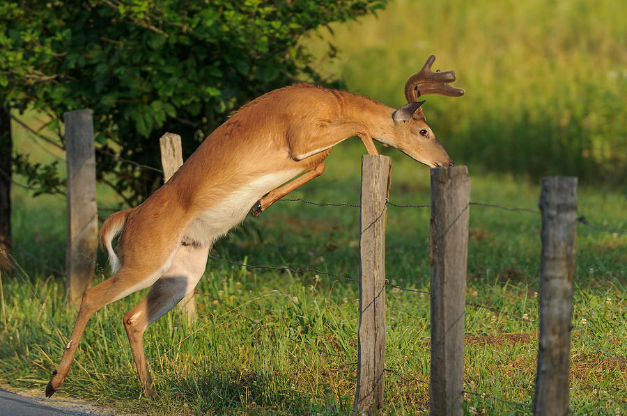 Great Smoky Mountains National Park Photograph - Buck High Jump by Charlie Choc