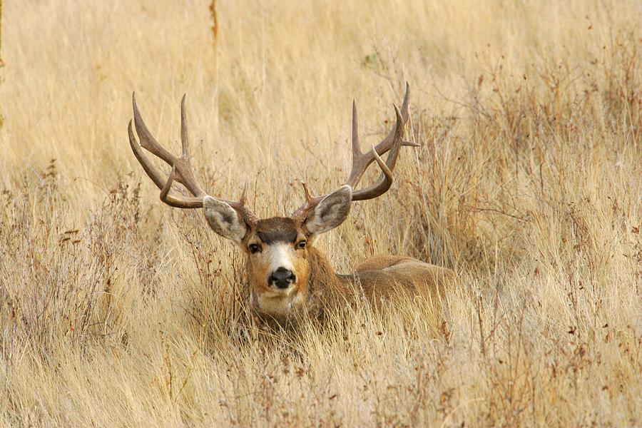 Buck in Grass Photograph by D Robert Franz